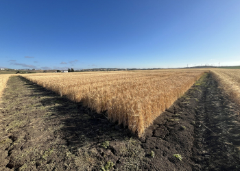 20.-Conil-ensayos-madurez