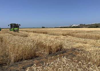 21.-Conil-ensayos-cosecha