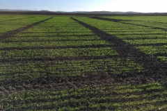 03.-Ensayos-en-enero