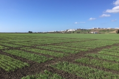 04.-Ensayos-con-Conil-al-fondo