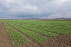 05.-Ensayos-en-febrero