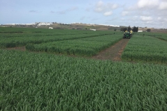 06.-Aplicando-herbicida