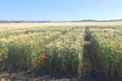 08.-Sequía-a-finales-de-marzo