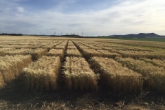 09.-Ensayos-madurando-en-abril