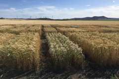 10.-Nuevas-variedades-de-triticale