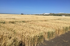 11.-Ensayos-trigo-harinero-madurando