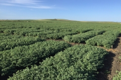 12.-Ensayos-de-garbanzos-en-abril