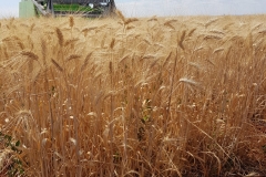 14.-Cosechando-trigo-duro-en-Conil