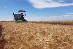 15.-Cosecha-de-ensayos