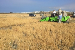 16.-Cosecha-de-ensayo-de-garbanzo