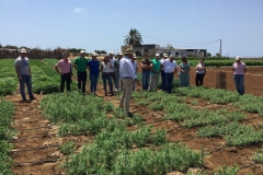 20.-Contraestación-de-leguminosas