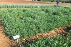 22.-Variedades-diferenciales-para-roya-del-tallo