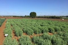23.-Guisantes-en-agosto