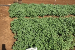 25.-Garbanzos-en-agosto