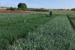 26.-Triticales-espigando