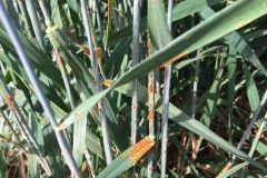 27.-Aparece-la-roya-del-tallo