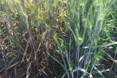 32.-Variedad-resistente-a-roya-del-tallo