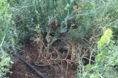 33.-Jopo-y-oidio-en-guisantes