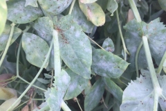 34.-Oídio-y-roya-en-guisantes