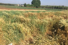 36.-Diferenciales-de-roya-del-tallo