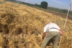 38.-Recolección-a-mano