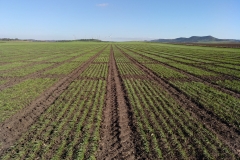 02. Ensayos naciendo