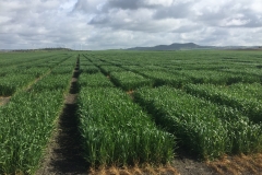 03. Ensayoa principios de marzo