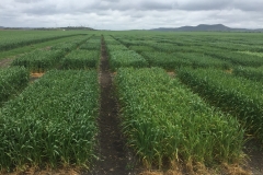 04. Amarilleos en algunos harineros