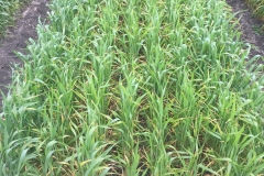 05. Variedad con puntas amarillas