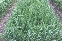 06. Variedad sin puntas amarillas