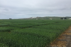 07. Ensayos de triticale