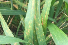 08. Síntomas de Pyrenophora tritici-repentis