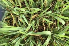 09. Banda Pewter sin trat Conil