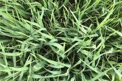 10. Banda Pewter trat Conil