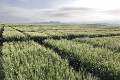 11. Duros a finales de marzo