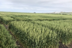 12. Harineros a finales de marzo