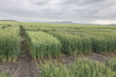 13. Triticales a finales de marzo