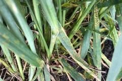 14. Nuevo tipo de roya de la hoja