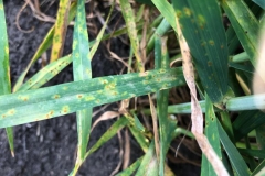 15. Puccinia tritici duri