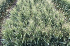 16. Ensayos en abril