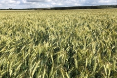 19. Bondadoso en Las Lomas