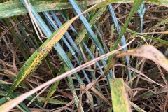 20. Teliosporas de Puccinia tritici duri