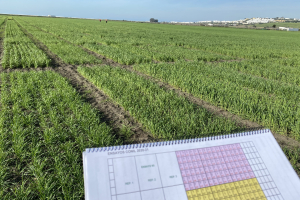 02-Ensayos-en-febrero