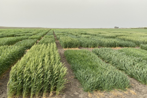 03-Ensayo-Conil-30-marzo