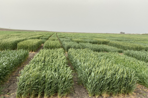 04-Ensayo-Duros-en-marzo