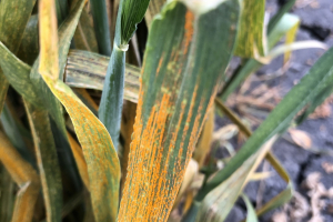 05-Roya-Amarilla-trigo-blando