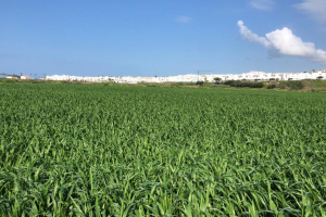 07-Don-Ricardo-en-Conil