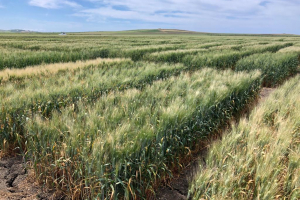 08-Ensayos-a-final-de-abril