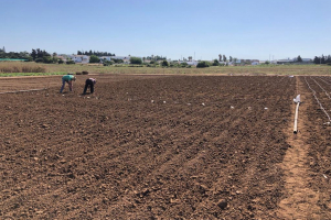 09-Siembra-contaestacion