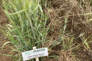 11-Test-roya-del-tallo